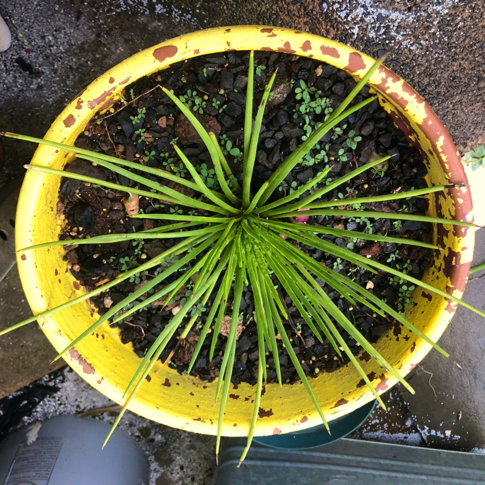 Porcupine Agave